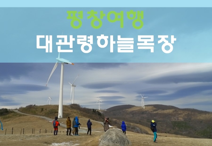 평창·정선 강아지랑 여행 — 하늘목장부터 민둥산 억새까지 20곳